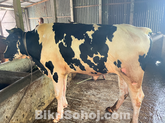 দেশি ষাড় গরু